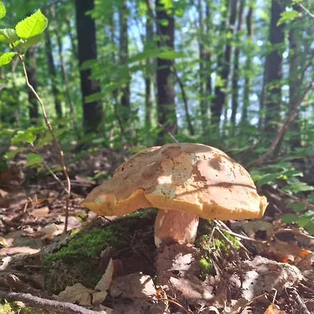 Ostoja Szumilas Dom wakacyjny *